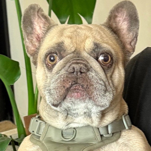 Meet your Posher, Adriana - Picture 1 of 1